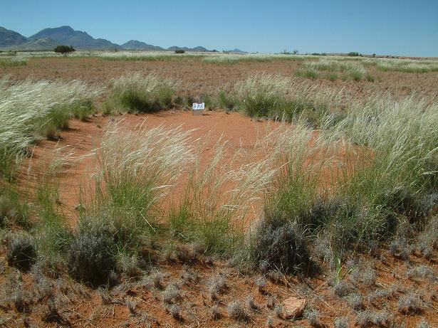Fairy circles!!!!! bntpal.com_147800890