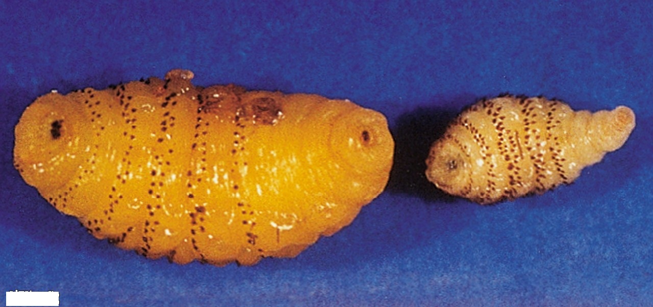  bntpal.com_147800994