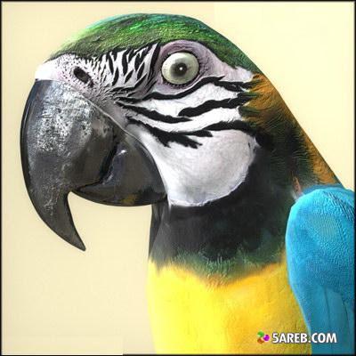  bntpal.com_147821354