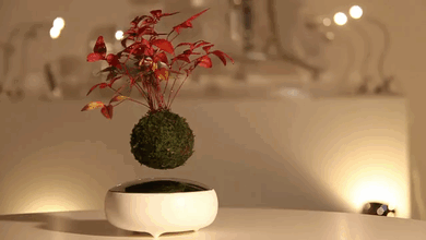 bntpal.com_148606621