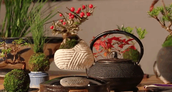 bntpal.com_148606621