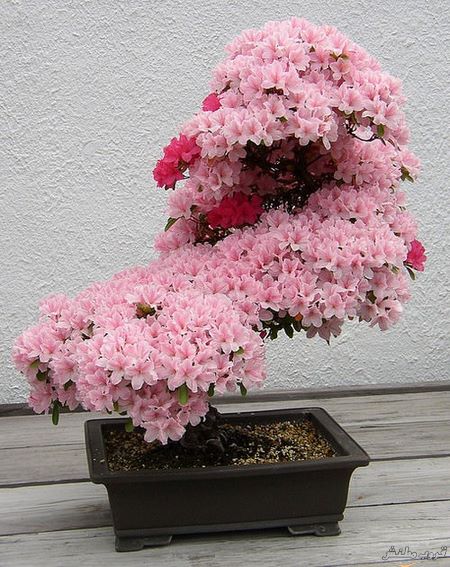  bntpal.com_148616358