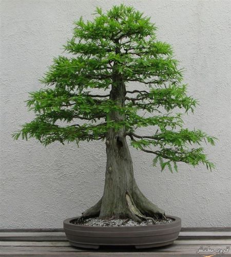  bntpal.com_148616358