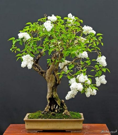  bntpal.com_148616358