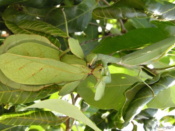 bntpal.com_148684553