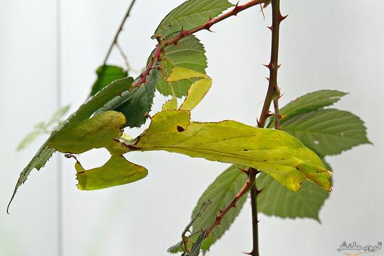 bntpal.com_148684553