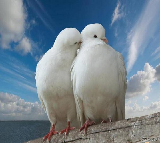  bntpal.com_148691324