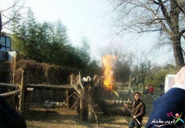 bntpal.com_148745934