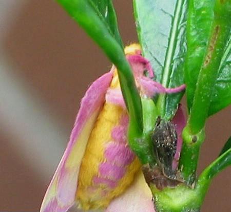  bntpal.com_148750877