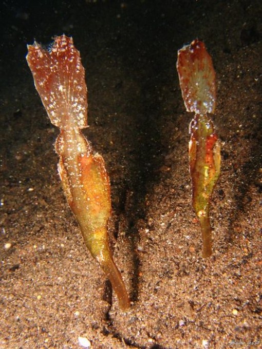 bntpal.com_148798354