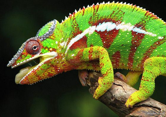 bntpal.com_148812306