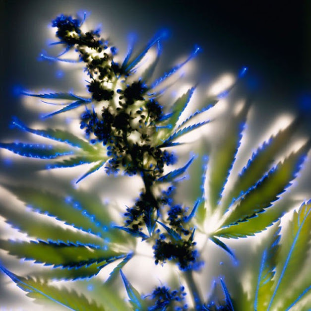 bntpal.com_148823306