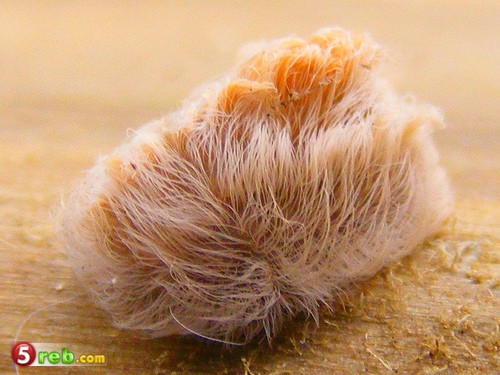  bntpal.com_148881147