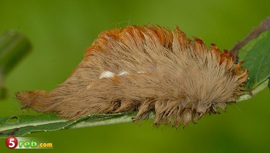  bntpal.com_148881147