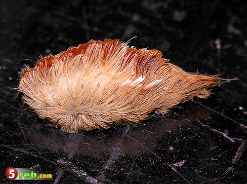  bntpal.com_148881147
