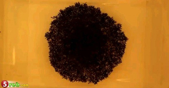 bntpal.com_148884043