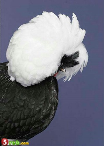 bntpal.com_148892922