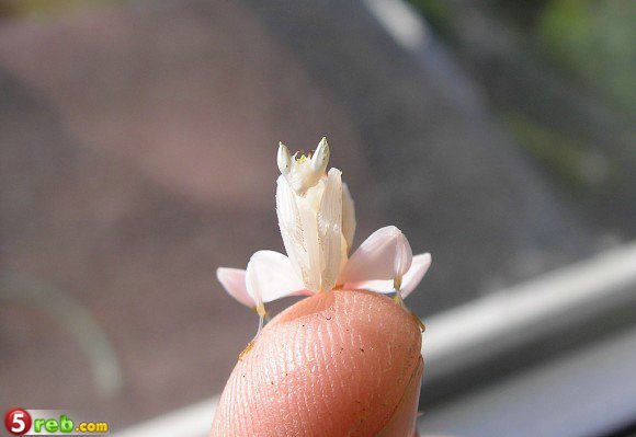 bntpal.com_148898662