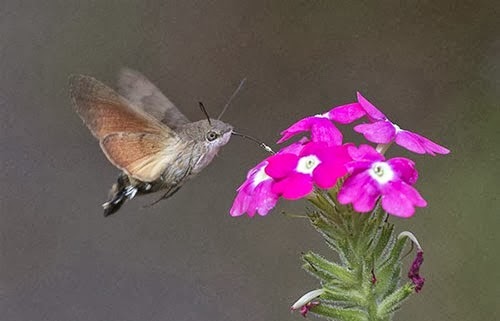  bntpal.com_148944188