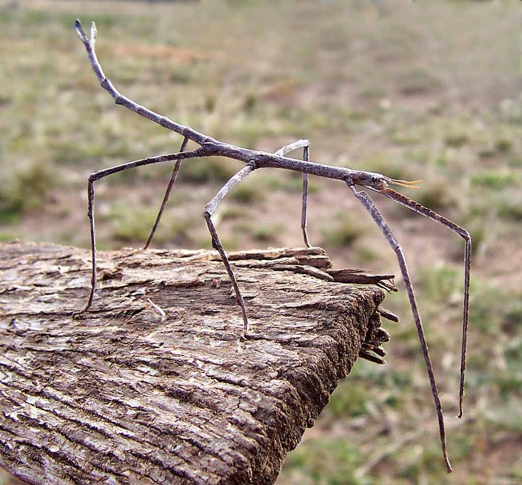   Stick Insect bntpal.com_148961383