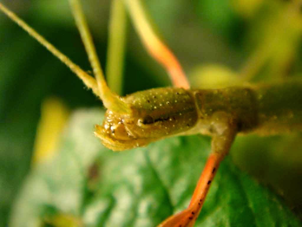 Stick Insect bntpal.com_148961383