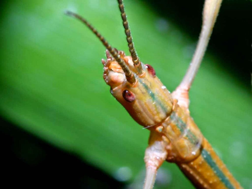 Stick Insect bntpal.com_148961383