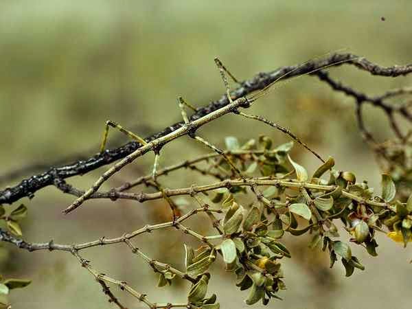 Stick Insect bntpal.com_148961383