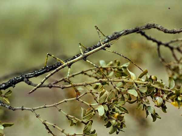   Stick Insect bntpal.com_148961383