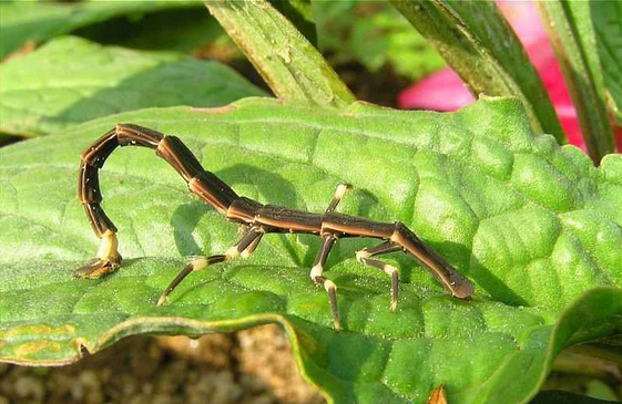 Stick Insect bntpal.com_148961383