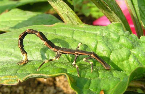   Stick Insect bntpal.com_148961383