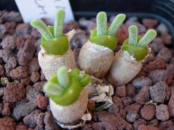  bntpal.com_149013511