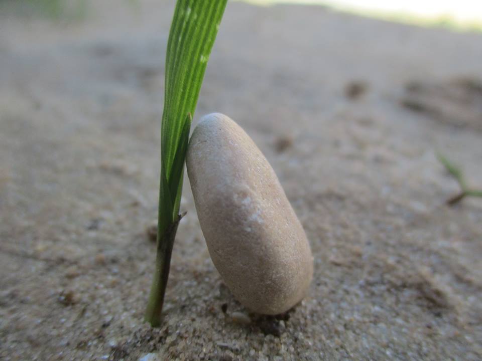 bntpal.com_149013760