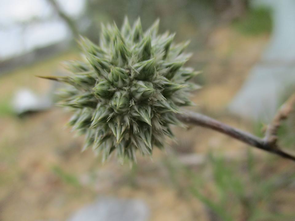 bntpal.com_149013790