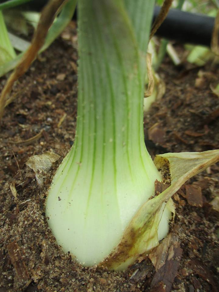 bntpal.com_149013790