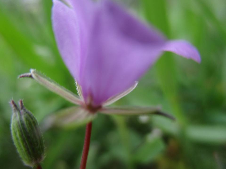 bntpal.com_149013790