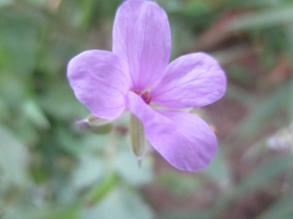 bntpal.com_149013790