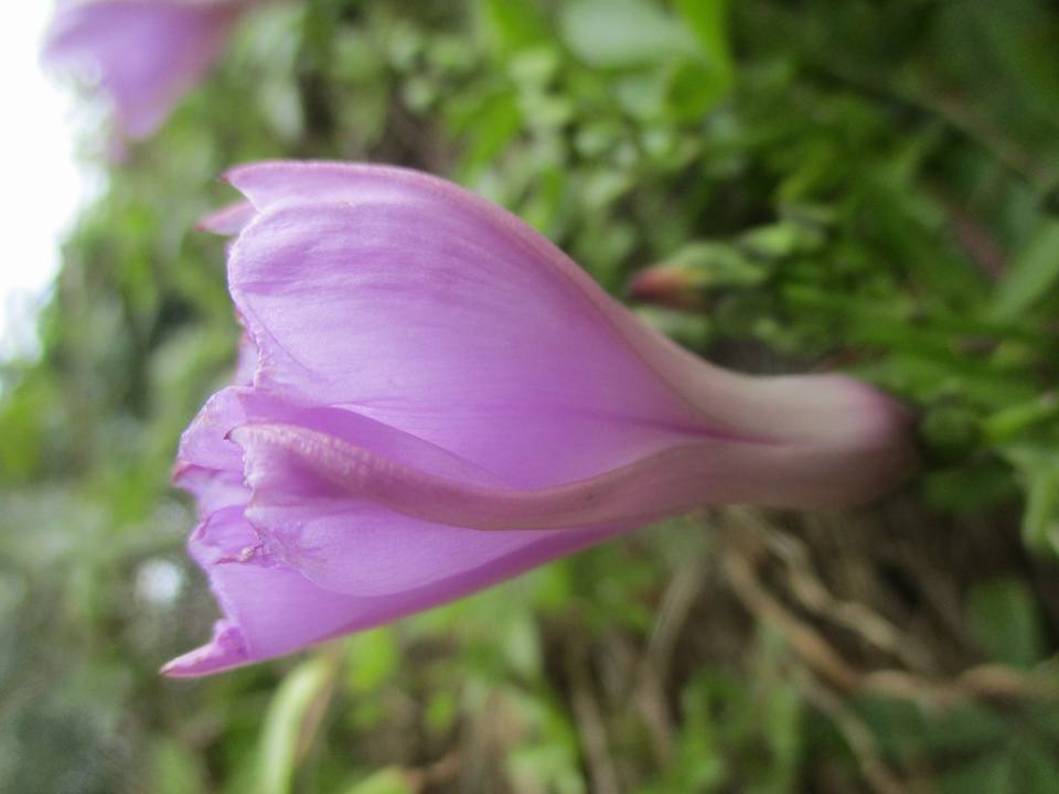 bntpal.com_149013790