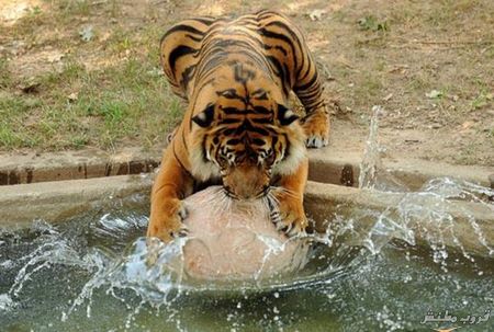  bntpal.com_149022035