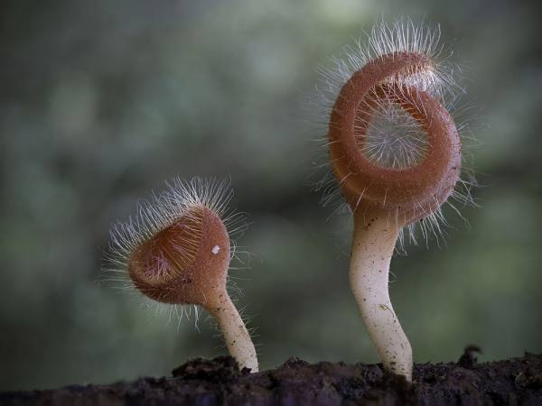   bntpal.com_149099927