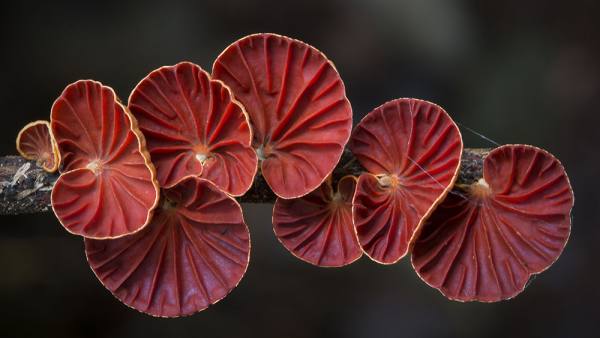   bntpal.com_149099927