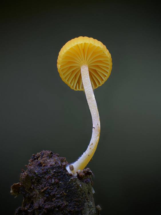   bntpal.com_149099927
