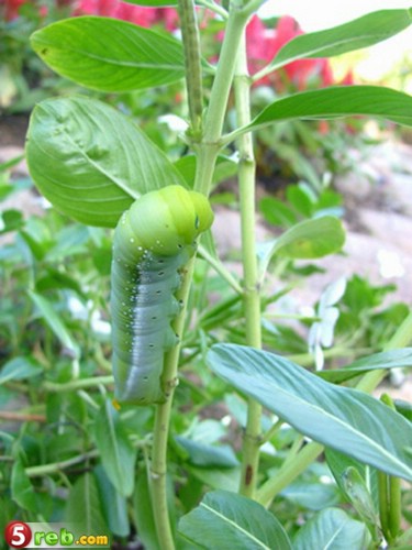 bntpal.com_149177861