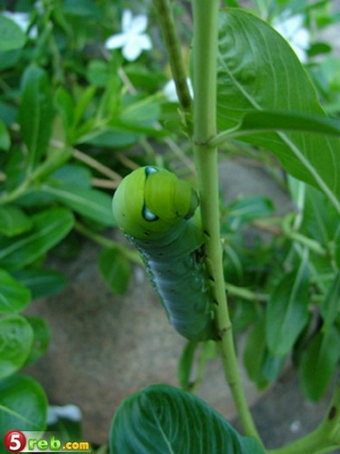 bntpal.com_149177861