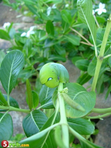 bntpal.com_149177861