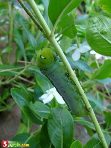bntpal.com_149177861