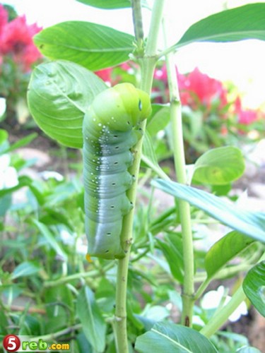 bntpal.com_149177861