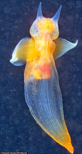 bntpal.com_149211682