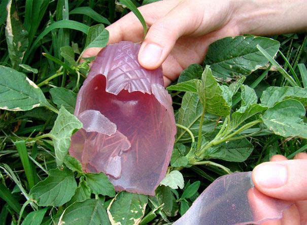 bntpal.com_149220741