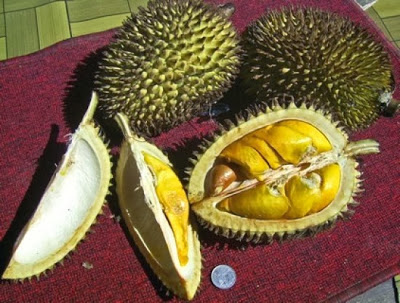 bntpal.com_149295609