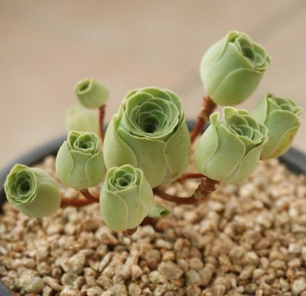  bntpal.com_149302805